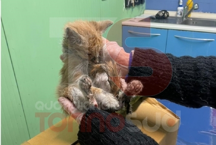MONCALIERI - Tre gattini abbandonati in una scatola in mezzo ai rifiuti: salvati dalle Giacche Verdi - FOTO