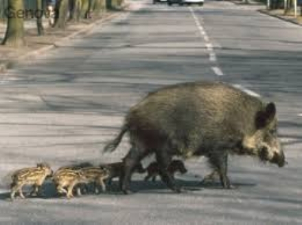 MONCALIERI - Cinghiali in collina e a Moriondo, Città Metropolitana: 'Problema irrisolto'