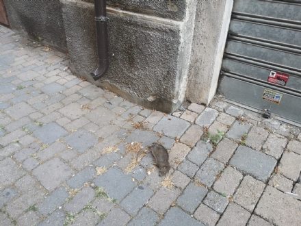 CARMAGNOLA - Torna l'allarme in città per la presenza di topi