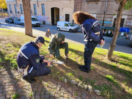 ESCHE AVVELENATE - Città Metropolitana censisce le aree cani della provincia per contrastare il fenomeno