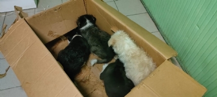 MONCALIERI - Cuccioli di cane abbandonati in uno scatolone di fronte al canile