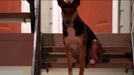 MONCALIERI - Il cane apre la porta di casa, il vicino si preoccupa per i padroni e chiama il 112. Dormivano