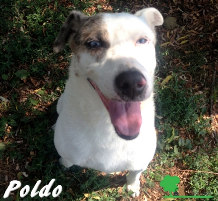 ANIMALI - Poldo è un cane che da dieci anni aspetta la famiglia che lo coccoli