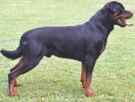 BRUINO - Un pastore tedesco e un rottweiler aggrediscono una donna con il cagnolino a passeggio
