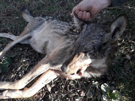 PIOSSASCO - Lupa trovata morta in un campo agricolo a poca distanza dalle cascine