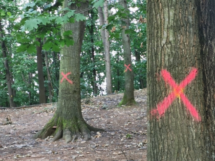 PIOSSASCO - Alberi pericolanti, nuova ordinanza di divieto di accesso nell'area Pera Caval