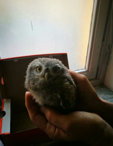 NICHELINO - La polizia locale recupera un cucciolo di civetta caduto dal nido