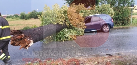 CARMAGNOLA - Crolla una pianta e colpisce un'auto in transito: tragedia sfiorata in via Sommariva
