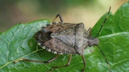 DANNI DEGLI INSETTI - Cimice asiatica: 5,5 milioni per gli indennizzi alle aziende agricole
