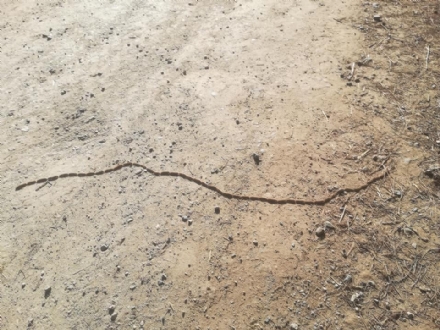 PIOSSASCO - Torna la processionaria nei boschi: l'allerta corre sui social