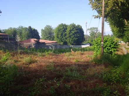 MONCALIERI - Il cerbiatto si smarrisce e finisce nel cortile della scuola Marro