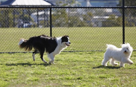 CARMAGNOLA - Canile e area attrezzata a Salsasio, il Comune investe sugli animali