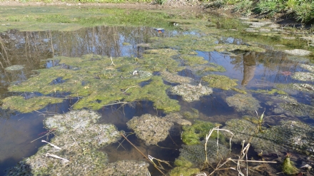 PIOSSASCO - Piano naturalistico del Monte San Giorgio, iniziato il censimento degli animali