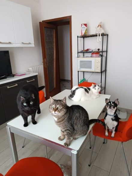 RIVALTA - La neo insegnante e il post virale sui social: 'Cerco una casa in affitto con la mia banda di gatti'