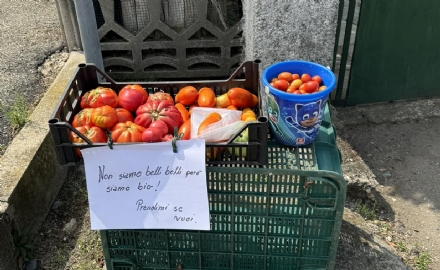 CANDIOLO - Coltiva pomodori e poi decide di regalarli alla comunità
