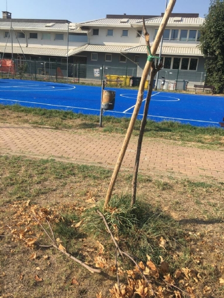 BEINASCO - Al parco delle Lose, Fornaci, vandali rompono i rami degli alberelli appena piantati