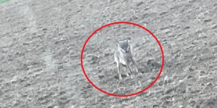 CANDIOLO - Avvistato un lupo nel parco di Stupinigi: il Comune tranquillizza