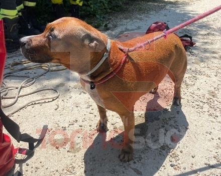 VINOVO - Cane di 35 chili cade nel Chisola, lo salvano i vigili del fuoco
