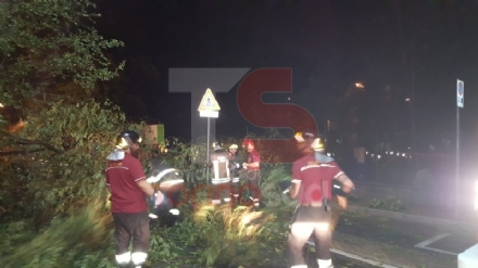 TROFARELLO-CARMAGNOLA - Alberi abbattuti, strade e cantine allagate: nottata di super lavoro per i vigili del fuoco - FOTO
