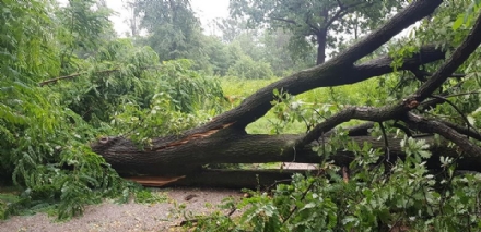 NICHELINO - Alberi abbattuti e allagamenti: i temporali continuano a fare danni