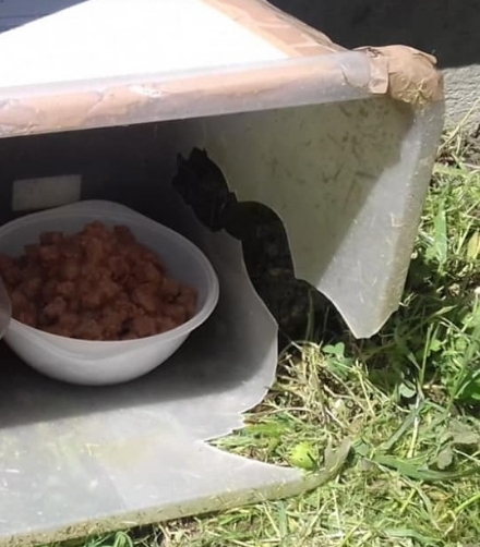 CARMAGNOLA - Tagliano l'erba e sfasciano la capanna della colonia felina: la protesta delle gattare