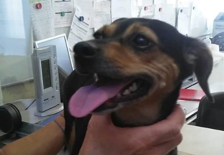 NICHELINO - Cagnolina ritrovata in via Mentana: il proprietario è irreperibile