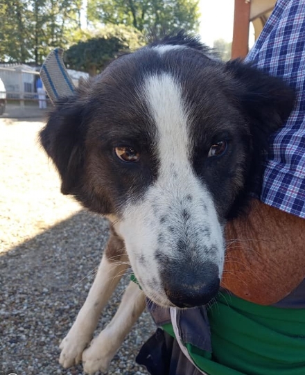 CARMAGNOLA - Partono i controlli su chi non ha ottemperato all'obbligo di identificazione genetica del cane