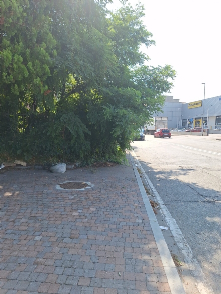 MONCALIERI - Vegetazione folta, albero invade marciapiede in corso SAvona