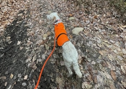 CRONACA - Va a caccia e i lupi attaccano il suo cane: paura per il bruinese Alessandro Bassignana