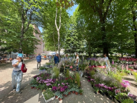 MONCALIERI - Nel centro storico una mostra mercato di fiori e piante