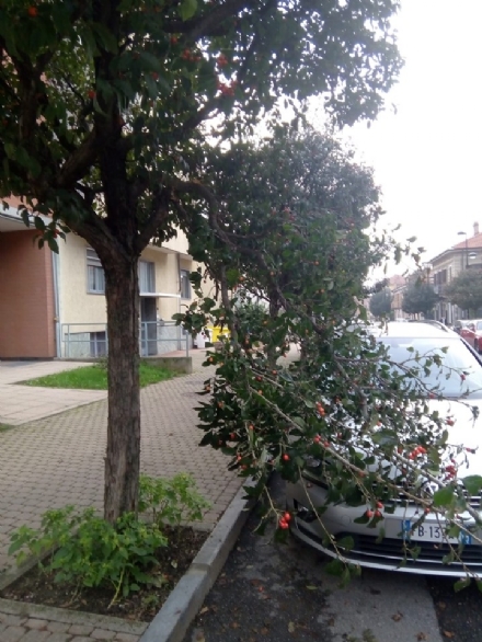 TROFARELLO - Proteste dei residenti in via Roma per gli alberi non potati