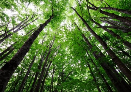 NICHELINO - Il Comune pianta un albero per ogni deceduto durante l'epidemia