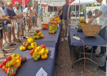 CARMAGNOLA - Premiati i 'maestri' dei peperoni: vincono agricoltori di Poirino, Carignano e Carmagnola