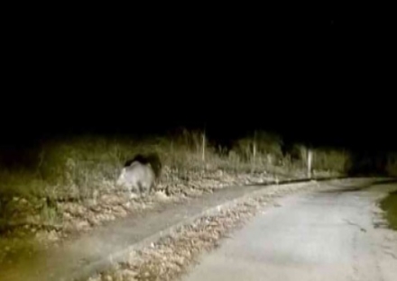 ORBASSANO - Ancora un caso di cinghiale investito e ucciso