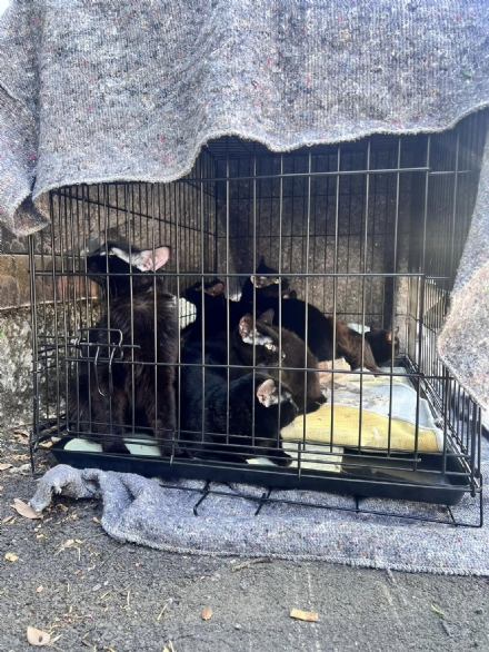NICHELINO - Circa 15 gattini abbandonati in una gabbia lungo il Sangone