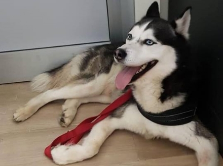 NICHELINO - Appello per un bellissimo Siberian Husky ritrovato vicino al Carrefour