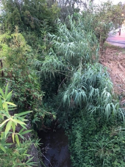 TROFARELLO - Rio Sauglio invaso da vegetazione: il Comune chiede autorizzazione alla Regione per intervenire