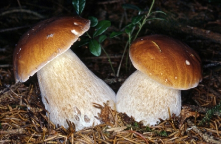 ASL TO 3 - Continuano le chiamate per intossicazione da funghi: il vademecum dell'azienda sanitaria