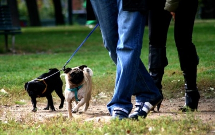 ANIMALI - I Comuni potranno predisporre aree idonee per i cani randagi