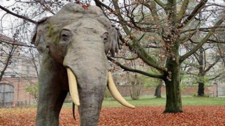NICHELINO - L'elefante Fritz da Stupinigi a Torino per la riapertura del museo di scienze naturali