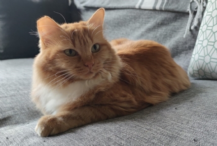 NICHELINO - Il Comune regala il microchip ai gatti domestici per evitare abbandoni e smarrimenti