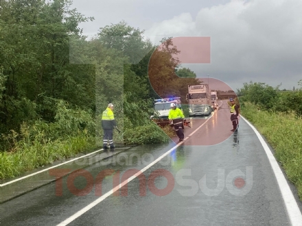 MALTEMPO - Alberi caduti e allagamenti sparsi lungo i Comuni della zona sud