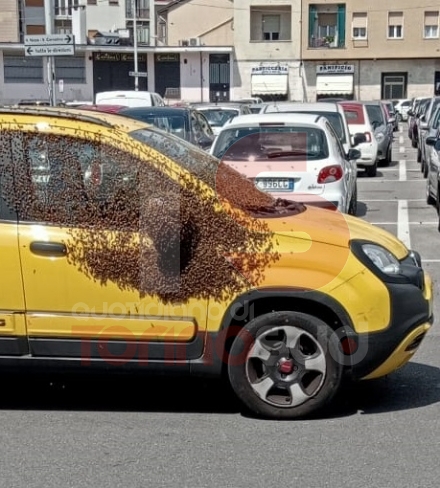 MONCALIERI - Sciame d'api sulla carrozzeria di un'auto: arriva l'apicoltore