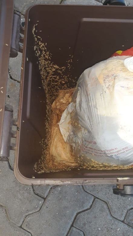 CARMAGNOLA - Vermi infestano i bidoni della spazzatura: le proteste dei residenti