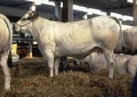 CARMAGNOLA - La Regione firma l'impegno a sostegno degli allevamenti di carne bovina piemontese