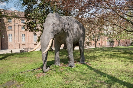 STUPINIGI - L’elefante Fritz torna alla Palazzina e si mette in mostra, tra incontri e spettacoli