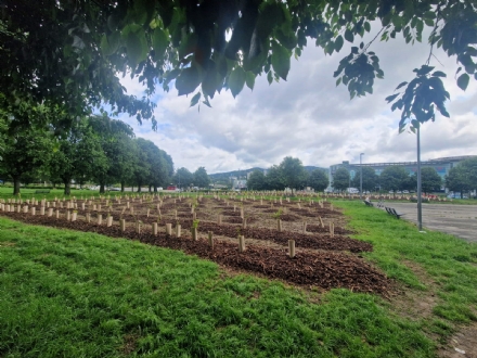 MONCALIERI - Circa duemila alberi piantumati tra Borgo San Pietro e Santa Maria