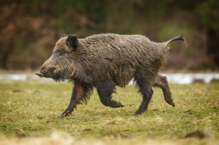 RIVALTA - Auto investe in pieno un cinghiale al Dojrone