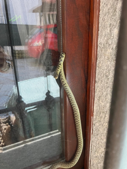 TROFARELLO - Un serpente biacco si incastra in una zanzariera di una casa, intervengono i pompieri