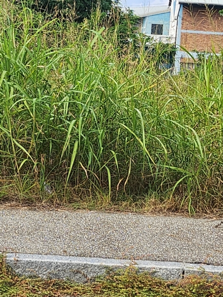 MONCALIERI - In centro città è caos verde pubblico tra ricorsi al Tar sugli appalti e ritardi